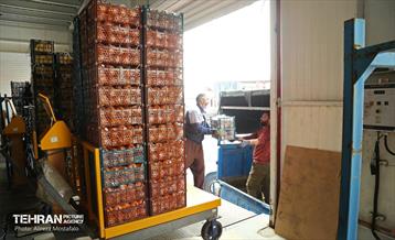 توزیع میوه شب عید قیمت تنظیم بازار در میادین و بازارهای میوه و تره‌بار 3