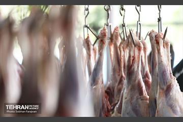 مرکز عرضه دام بهداشتی به مناسبت عید قربان 16
