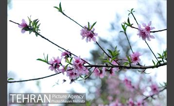 شکوفه های بهاری در پایتخت 8