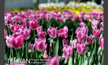 پیاده راه لاله مادران 41