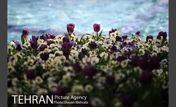 رویش گل های لاله در پارک شهر 5