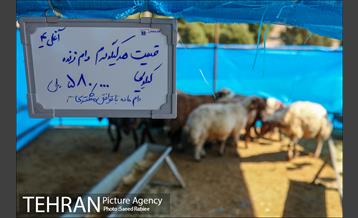 مرکز عرضه دام بهداشتی به مناسبت عید قربان در منطقه 22 تهران 33