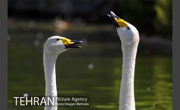 باغ پرندگان 19