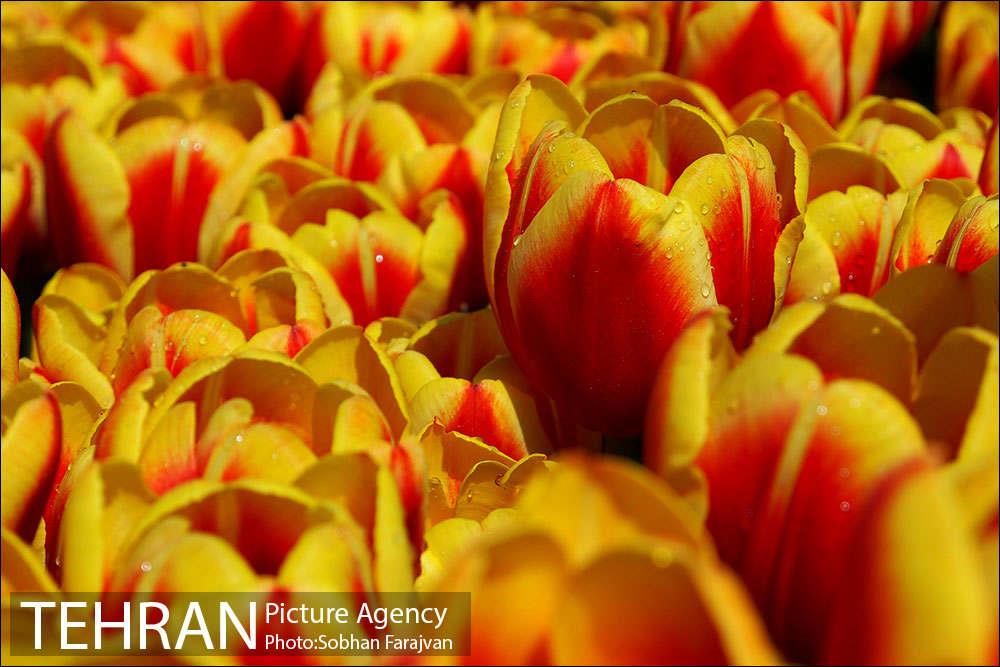 لاله برای مادران 10