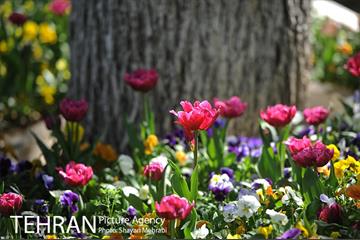 رویش گل های لاله در بوستان لاله 17