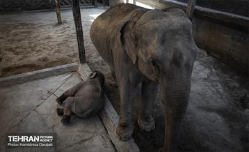 «مایسا» یکساله شد 17