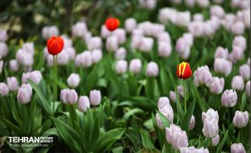 تور عکاسی از باغ ایرانی 3