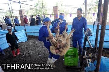 بازدید معاونین شهردار از جایگاه های عرضه دام زنده 44