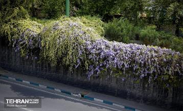 هوای بهاری منطقه 5 9