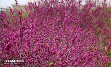 بهار ارغوانی 19