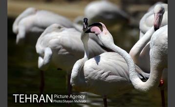 باغ پرندگان 27