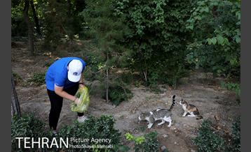 طرح پاکسازی پارک شهر تهران از فیلترهای سیگار  16