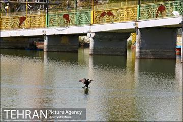 حضور پرندگان مهاجر در تهران 11