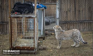 پیروز؛ پسر ایران 16