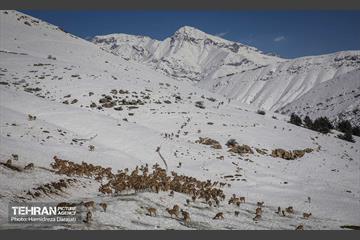 حیات وحش تهران  4