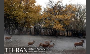 پاییز در میشه زار بوستان جنگلی چیتگر 2