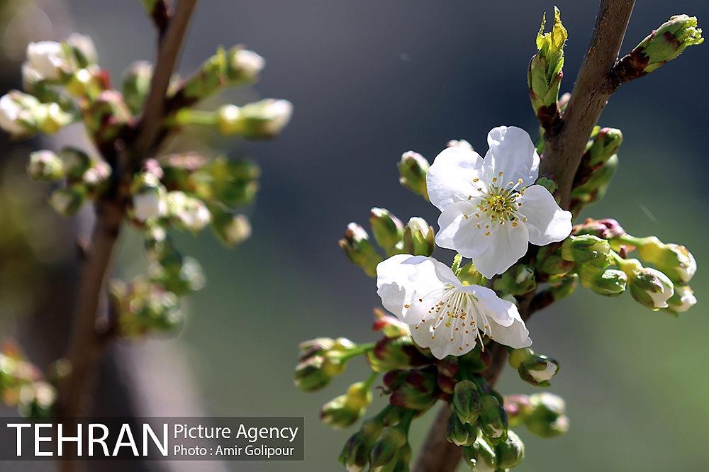 شکوفه های بهاری 7