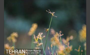 باغ گیاه شناسی ملی ایران  21