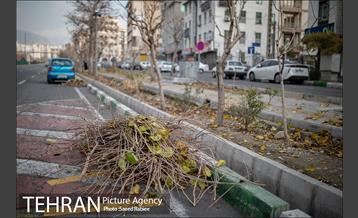 آغاز فصل هرس درختان- 2