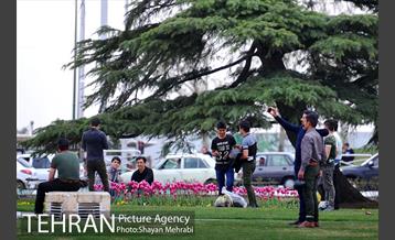 رویش گل های لاله در میدان آزادی 29