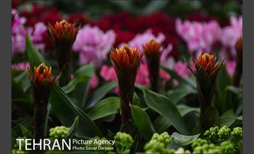 شانزدهمین نمایشگاه گل و گیاه تهران 6