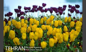 رویش گل لاله در پارک شهر 19