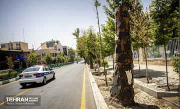 جان دوباره در درختستان 18