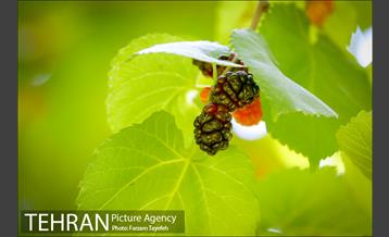 فصل برداشت توت از باغات سولقان 9