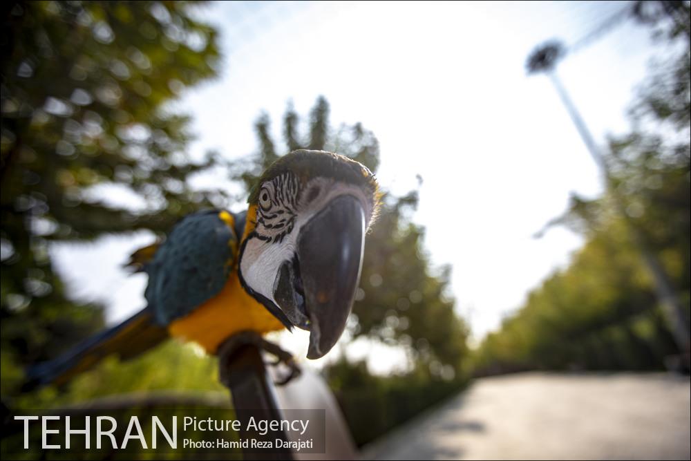 باغ پرندگان فاز دوم 3