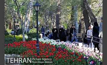 رویش گل های لاله در باغ ایرانی 39