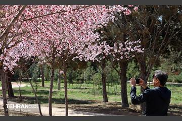 شکوفه‌های بهاری در بوستان سمن‌ها 33