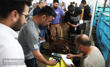 مرکز عرضه دام بهداشتی به مناسبت عید قربان 42