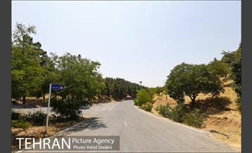 بوستان جنگلی یاس فاطمی 17