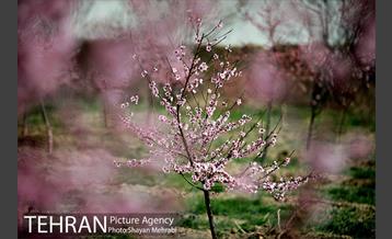 بهار در تهران 22