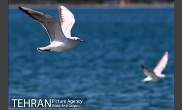 دریاچه شهدای خلیج فارس میزبان کاکاهای مهاجر 5