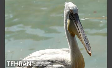 بازدید اصحاب رسانه از فاز ۲ باغ پرندگان 23