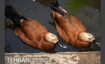 باغ پرندگان تهران 18