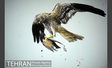 موزه حیات وحش پردیسان 35