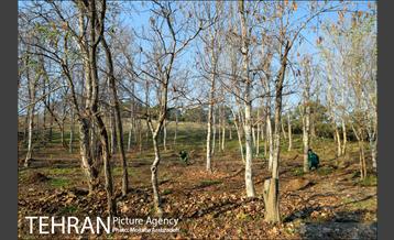 کاشت 2200 اصله نهال در بوستان جنگلی چیتگر 7