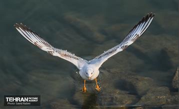 پرندگان مهاجر دریاچه چیتگر 36