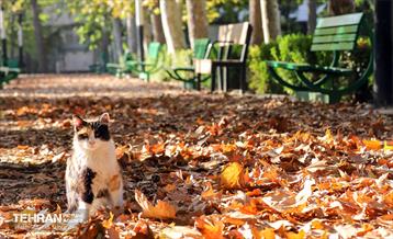 سمفونی رنگ های پاییزی - بوستان اندیشه 13