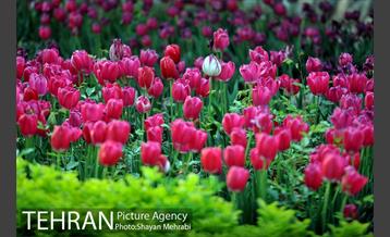 باغ ایرانی (بوستان مهندس مختاری) 16