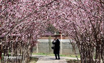 شکوفه‌های بهاری در بوستان سمن‌ها 28