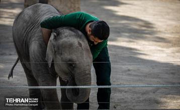 «مایسا» یکساله شد 13