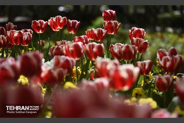 رویش لاله‌ها در باغ ایرانی 20