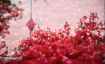 به وقت اردیبهشت؛ باغ ایرانی 16