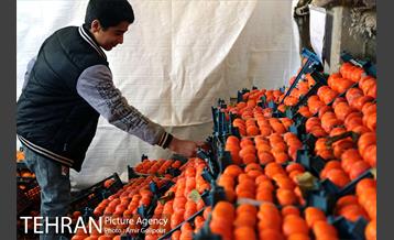 نخستین جشنواره خرمالو در روستای کشار سفلی 8