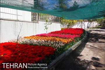 لاله برای مادران 11
