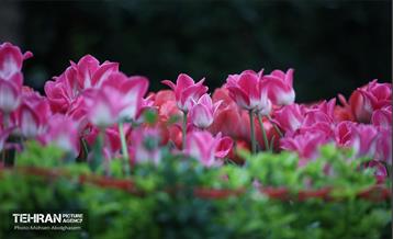 به وقت اردیبهشت؛ باغ ایرانی 23