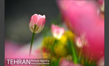رویش گل های لاله در بوستان ملت 15